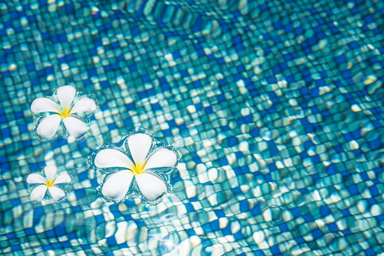 Fototapeta Tropical Frangipani flowers on blue water with sunlight reflection