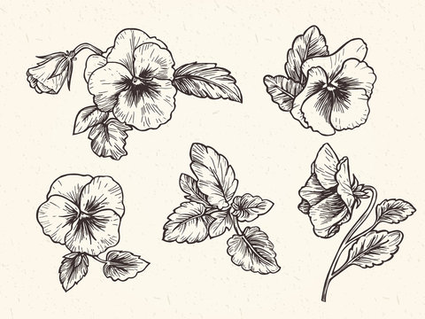 Hand drawn pansy flowers