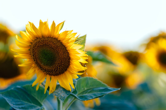 Agriculutural plant , sunflower