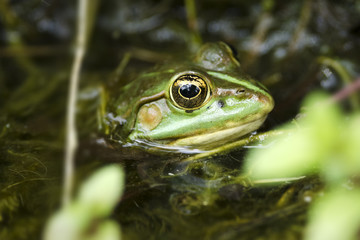 Froschkönig