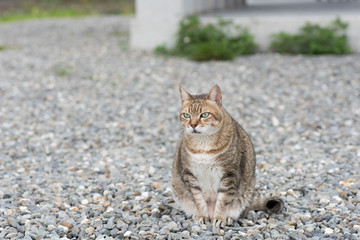 domestic tabby cat