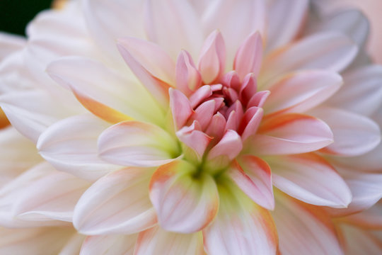 Closeup of a Beautiful Dahlia Flower