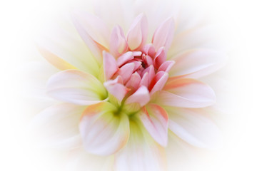 Fototapeta na wymiar Beautiful Dahlia Flower - in Soft Focus - Blurred Background