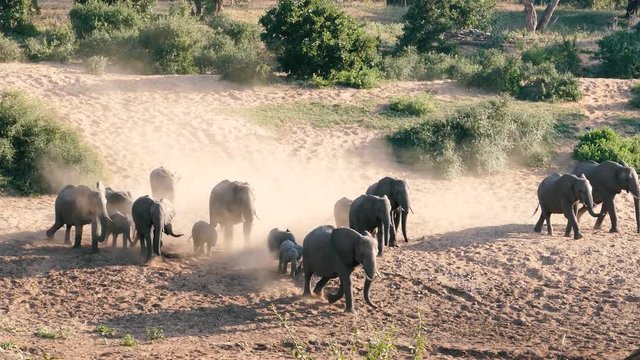 Time lapse of an approaching elephant herd in the Kruger national park