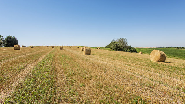 paysage agricole apr&egrave;s moisson