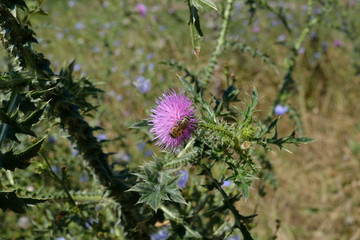 bee