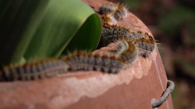 The processionary pine caterpillars: processionary moth, thaumetopoeidae
