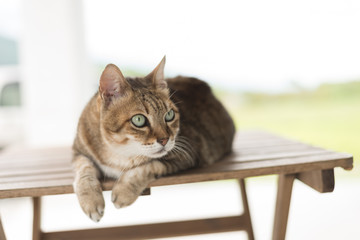 cat sit on the table