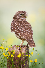 Fototapeta premium little owl on a fence