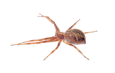 dark brown isolated small spider