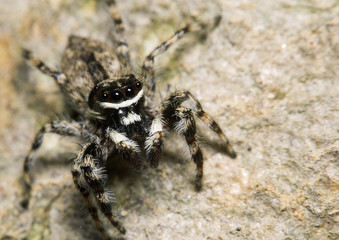 Small jump spider in the garden