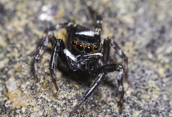 Jump spider in the forest Thailand