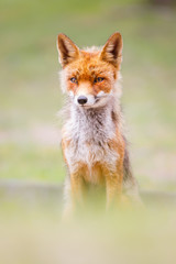 Naklejka na ściany i meble red fox