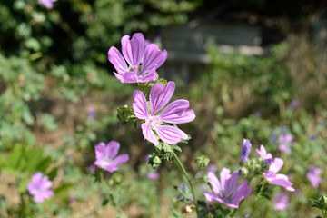 Fototapeta premium meadow flowers