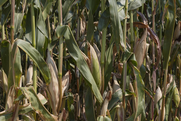 ripe cobs grown in the field