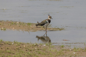 Kiebitz, Vanellus vanellus, am Wasser