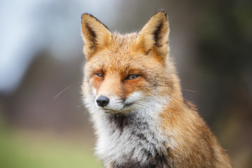 red fox portrait