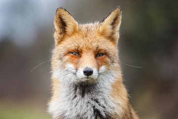 Naklejka na ściany i meble red fox portrait
