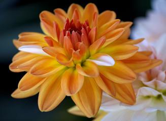 Fototapeta premium Closeup of a Beautiful Dahlia Flower - in Soft Focus - Blurred Background - Warm Autumn Colorspace