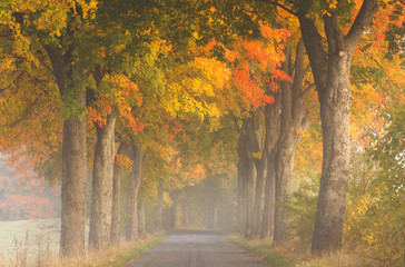 Northern Poland./ Autumn road. 