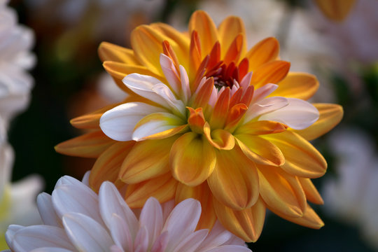 Beautiful Dahlia Flower - Warm Autumn Colorspace