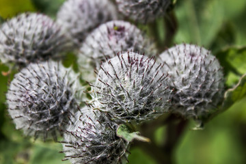  medicinal plant burdock