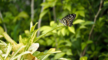 Movement of Butterfly