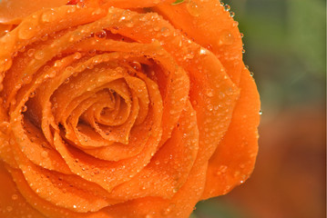 image of beautiful flowers of roses in the garden close-up