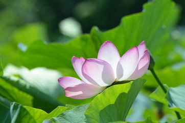 Fototapeta premium はすの花