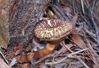 Brown shaggy cap mushroom (Boletus emodensis) growing at the base of a tree in the forest