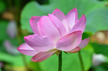 Obraz premium はすの花