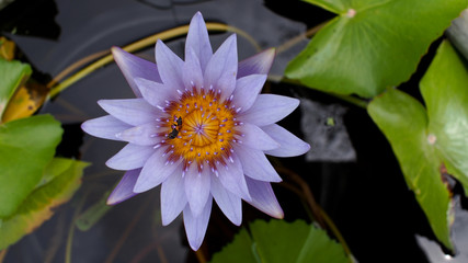 White and Purple Lotus Blooms