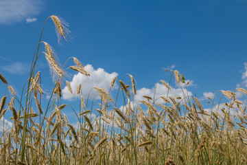 Obraz premium Getreidefeld und blauer Himmel mit Wölkchen
