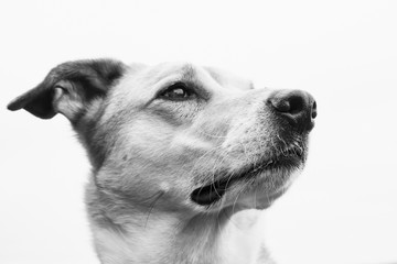 dog portrait (24)