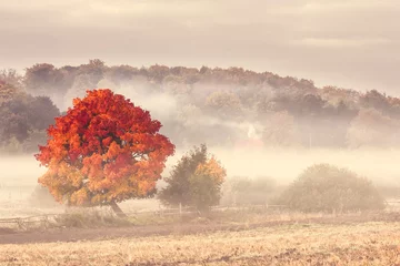 Deurstickers Herfst Pommeren, Polen/herfstboom.