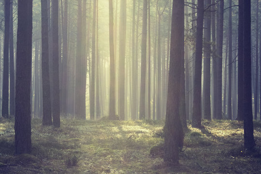Fototapeta Kashubia, Poland/ Morning light.