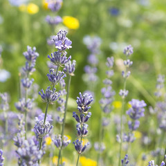 Lavender flowers in a field. Herbs. Close-up.
