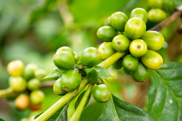 Coffee beans on tree in farm
