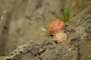 Snail