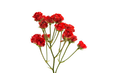 small red roses isolated