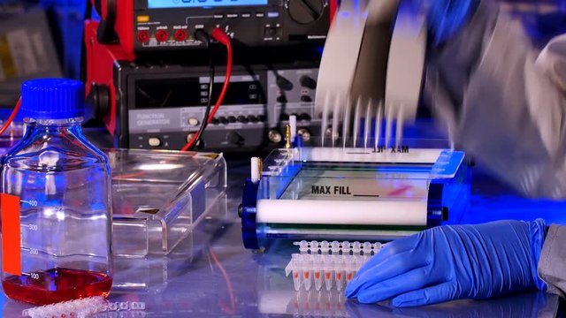 Sample preparation for DNA electrophoresis. Adding samples in Gel Electrophoresis