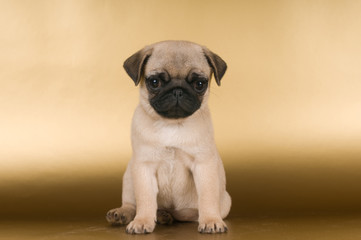 Pug puppy on golden background