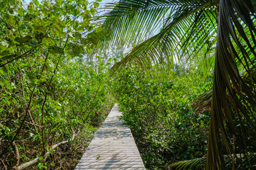 Wooden path in green jungles