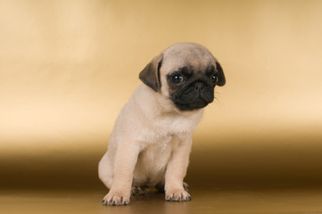 Pug puppy on golden background