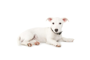 Jack Russel sdraiato