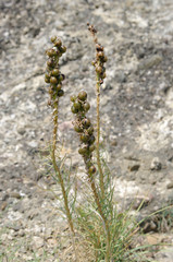 mountain plant Crimean asfodelina (lat. Asphodeline taurica) closeup,
local focus, shallow DOF 