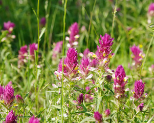 Fototapeta premium blooming steppe plant Cowwheat (Melampyrum arvense, fam. Orobanchaceae), local focus, shallow DOF