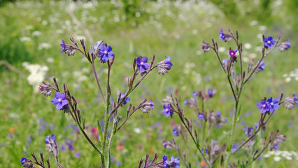 blooming steppe plant Volovik azure (Anchusa azurea) closeup,
 local focus, shallow DOF
