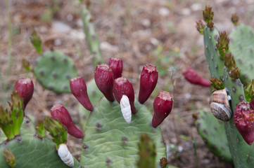  Prickly pear Indian (Opuntia ficus-indica) with red fruits and snails
