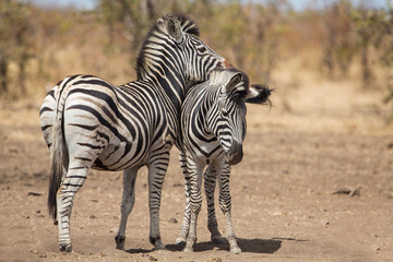Fototapeta na wymiar Two common zebras (Equus quagga), Kruger Park, South Africa